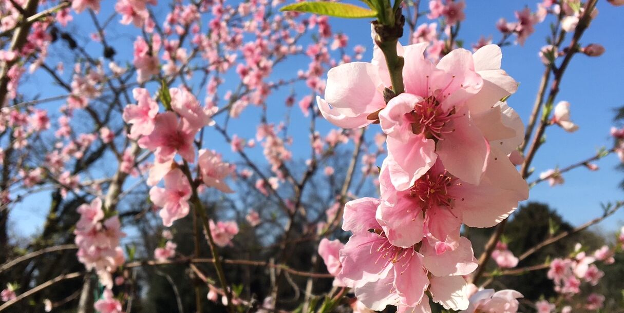 e-primavera