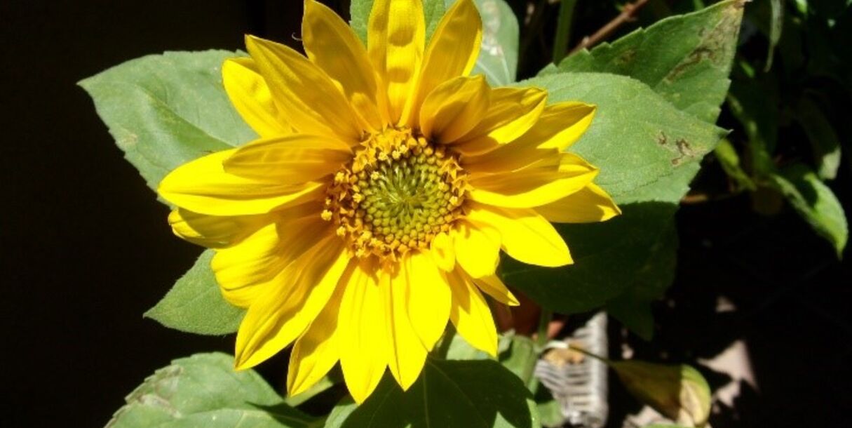 dal-seme-al-fiore